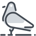 Pigeon