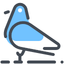 Pigeon