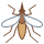 Mosquito